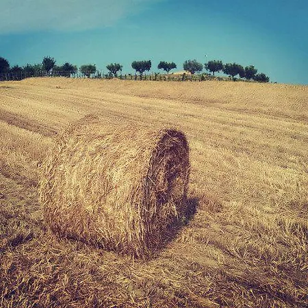Borsacchio *